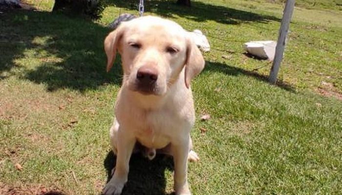 Cão Teddy durante treinamento para se tornar cão de assistência
             -       
        Arquivo pessoal