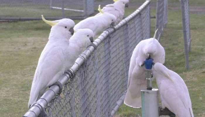 Aves descobrem como usar bebedouros públicos - 09/06/2025 - Ciência