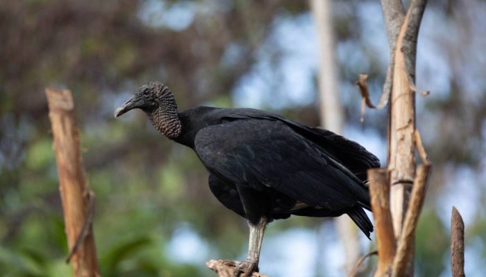 O urubu-de-cabeça-preta é o animal que oferece maior risco de colisões graves com aviões no país, diz guia de aviação 
             -       
        Divulgação