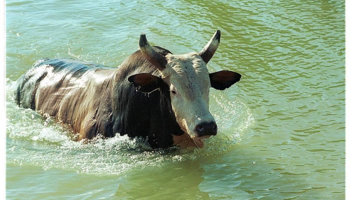 O touro Bandido, que morreu em 2009 e foi personagem da novela "América", de Glória Perez, nada em lago de fazenda em Icém (SP)
             -       
        Edson Silva - 14.ago.03/Folhapress