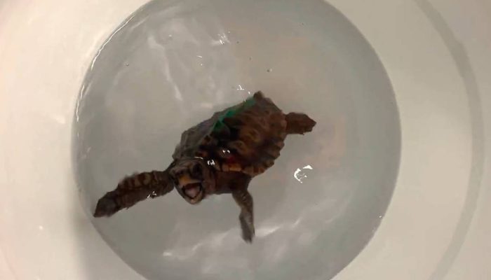 Filhote de tartaruga-cabeçuda (Caretta caretta) exibe comportamento de 'dança' em resposta ao campo magnético que ela aprendeu a associar com comida; pesquisadores sugerem novas hipóteses sobre como esses animais viajam milhares de quilômetros e voltam às suas praias natais depois de anos, por meio do mapa magnético da Terra
             -       
         Alayna Mackiewicz
