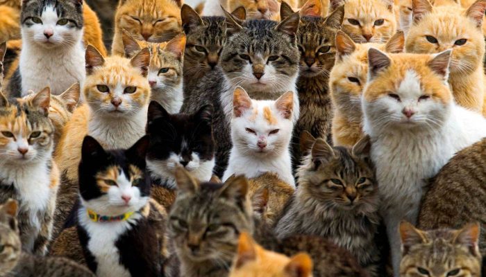 Gatos em porto da ilha de Aoshima, no sul do Japão



  -              
                              
                  Thomas Peter - 25.fev.15 /                
              
                              Reuters