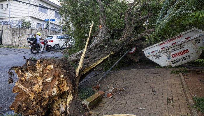 Árvore caída na rua Caiubi, em Perdizes, zona oeste de São Paulo, devido ao ciclone extratropical que atingiu o estado 
             -       
        Danilo Verpa - 10.dez.25/Folhapress