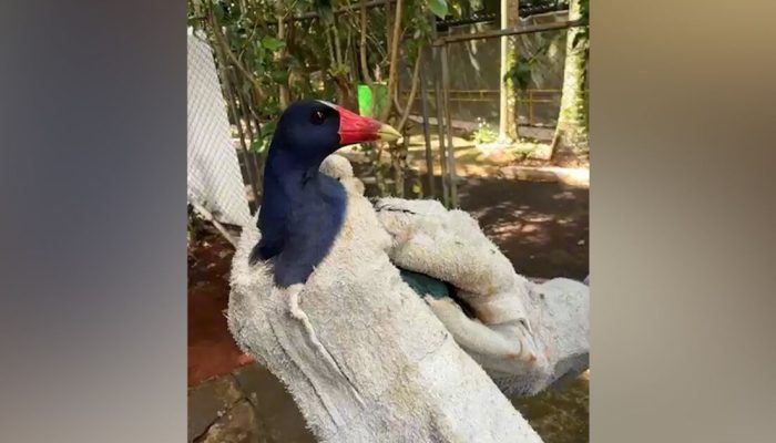 Jaçanã é resgatada no centro de Apucarana e solta no Bosque Municipal
