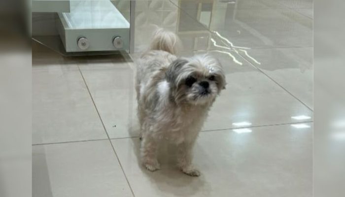 Família procura por cachorra de 9 anos que desapareceu no Casarin em Apucarana