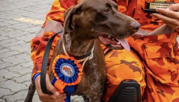 A cadela Iara, da Companhia de Busca com Cães do Corpo de Bombeiros do Ceará
             -       
        Divulgação Corpo de Bombeiros do Ceará