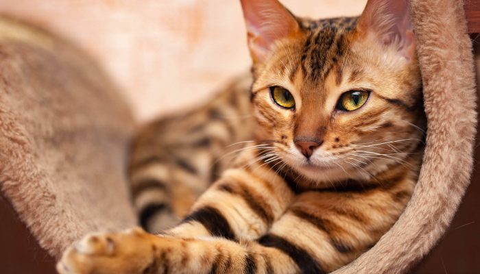 Gatos com genes selvagens ajudam a explicar especiação - 21/03/2026 - Reinaldo José Lopes