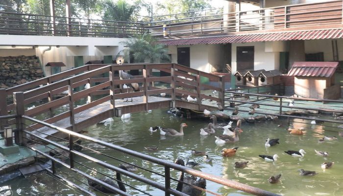 Operação contra tráfico resgata 160 animais em rancho de MG - 15/05/2026 - Ambiente