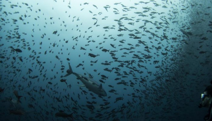 1 de 1Atum passa por cardume de peixes menores, observado por um mergulhador, na Reserva Marinha de Galápagos. — Foto: Jorge Silva/Reuters
