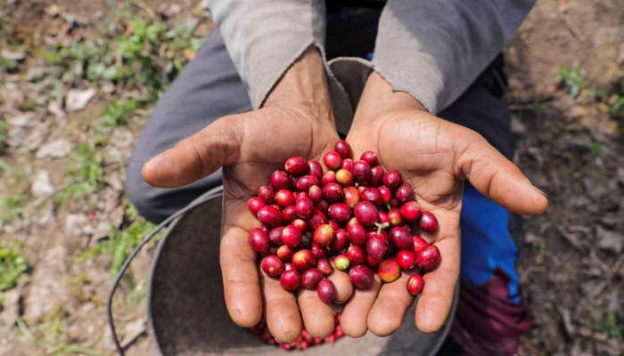Cecafé pede isenção de tarifa do café e diz que consumidor dos EUA pode pagar conta