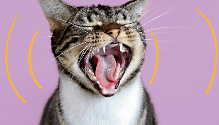 Por que alguns gatos miam tanto? A ciência encontrou uma pista