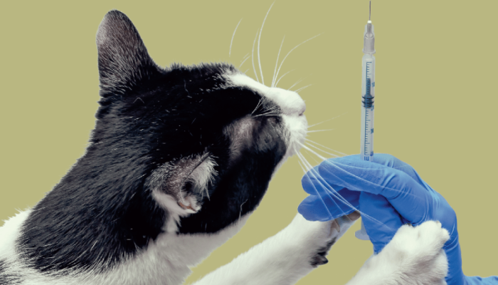 Nova vacina chega ao Brasil para proteger gatos da FeLV, a leucemia felina