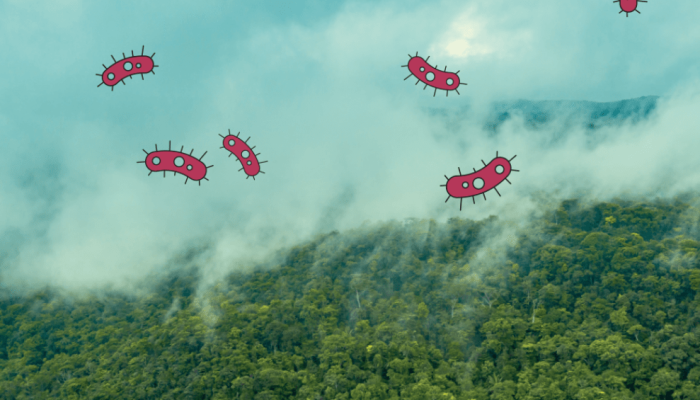 A vida escondida no ar: estudo revela ecossistema na neblina amazônica