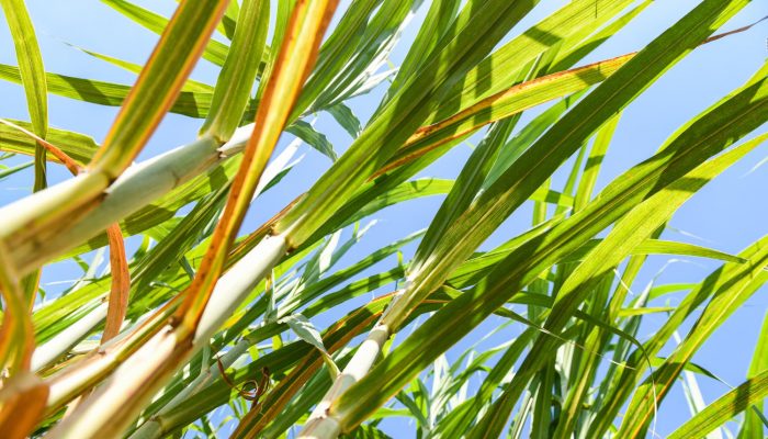 Plantação de cana de açúcar