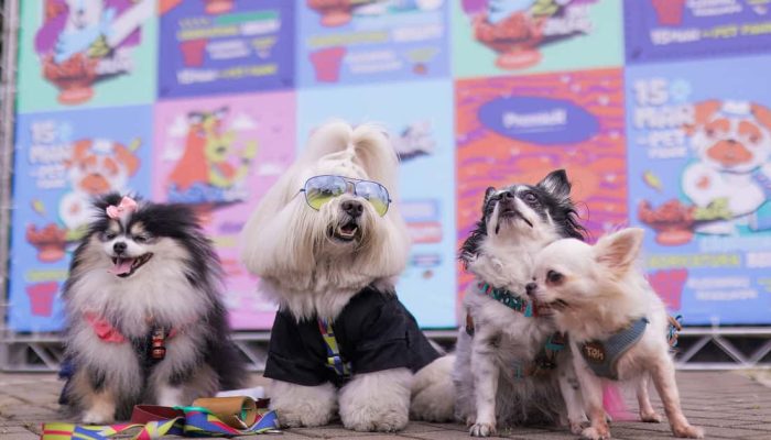 GoldeN Cookie ArraiAu promove festa junina para cães no Pet Park do Mooca Plaza Shopping