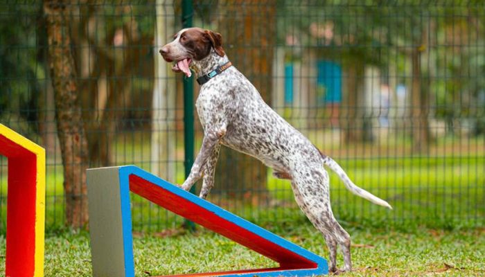 confira as melhorias e novas atrações para os pets