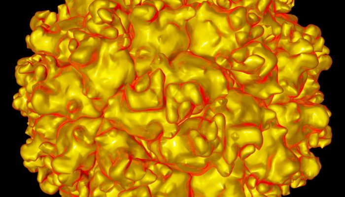 Picobirnavírus: Cientistas identificam novo vírus no sistema nervoso de criança brasileira