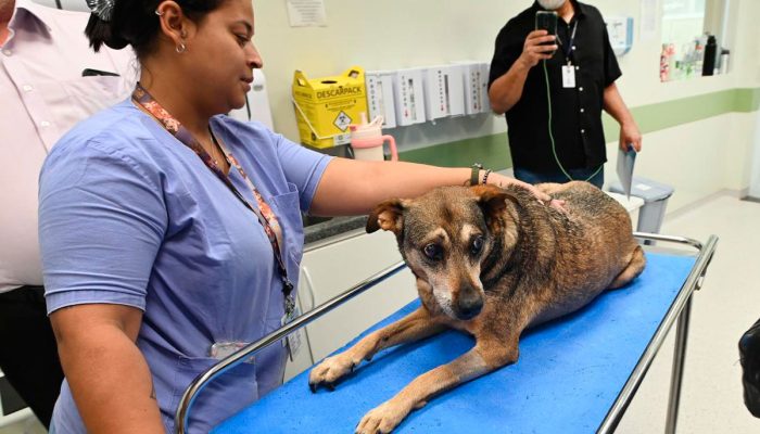 Campinas amplia atendimento veterinário para animais resgatados em parceria com a PUC