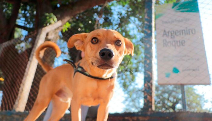 Parques, praças de esporte e bosques de Campinas têm entrada liberada de pets