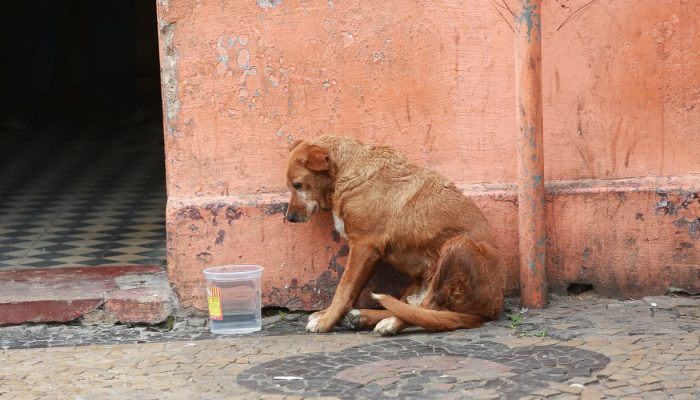 Conselho estima 30 mil cães em situação de rua em Campinas