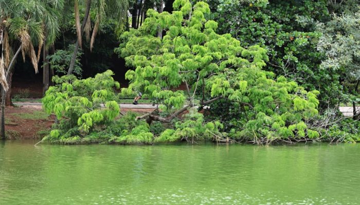 Galhos caídos na Lagoa do Taquaral: frequentadores são retirados do parque