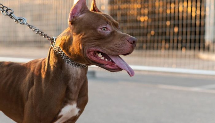 Ataque de pitbull: dá para se salvar de um? Saiba como agir