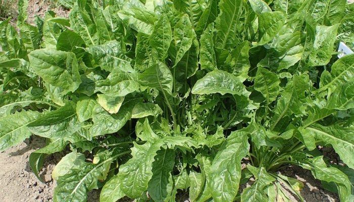 Almeirão: benefícios para a saúde e como inserir na alimentação
