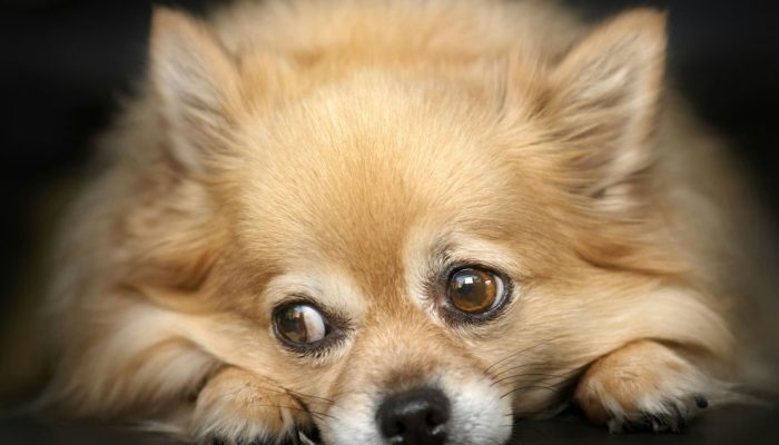 Ansiedade em cães e gatos: aprenda a identificar os sinais