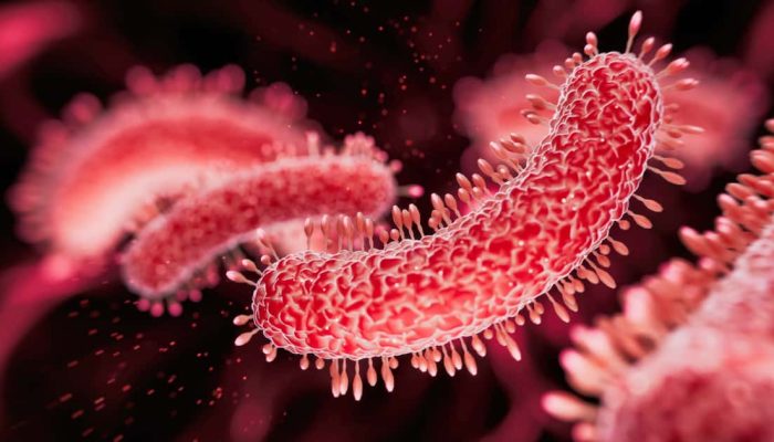 Existe relação entre bactérias intestinais e câncer colorretal, diz estudo