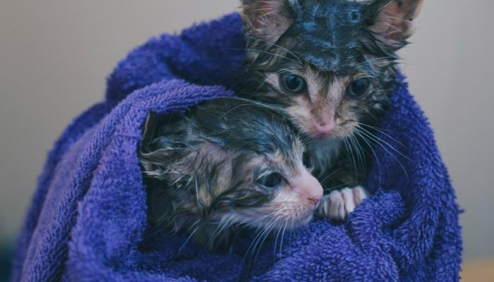 Pode dar banho em gato? Saiba se precisa mesmo (e como fazer!)