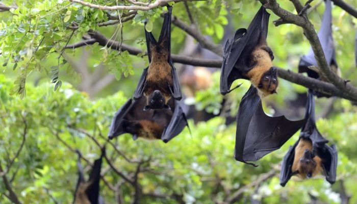 Índia confirma casos de vírus Nipah em Calcutá: o que é a doença e quais os riscos
