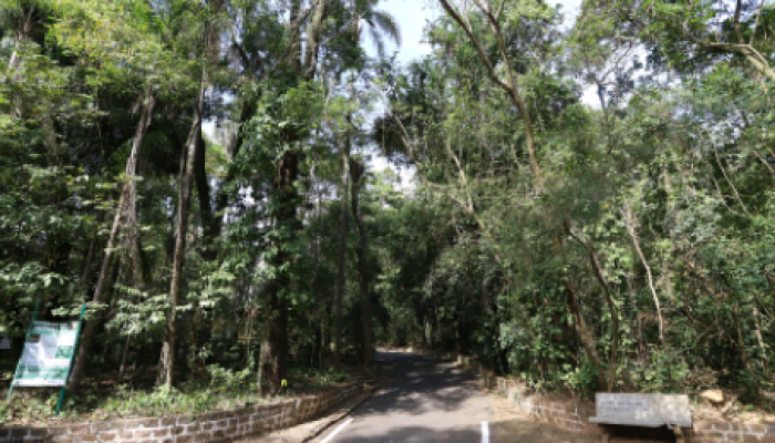 Plano Florestal aponta para substituição de 60 árvores mortas no Bosque dos Jequitibás