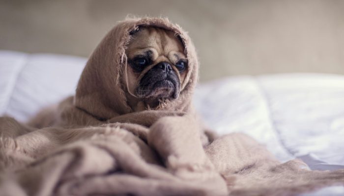 Braquicefalia: os riscos e cuidados com pets de “cara achatada”