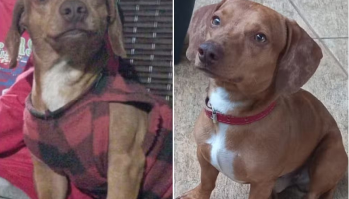 1 de 3Família encontrou o cachorro Snowbell, da raça basset, degolado na garagem de casa em Nova Europa — Foto: Arquivo pessoal