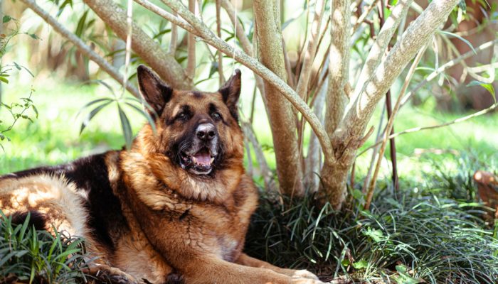 cachorro cão pastor alemão