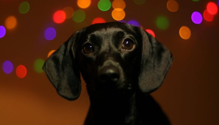 Como acalmar cães e gatos diante dos fogos de artifício da virada