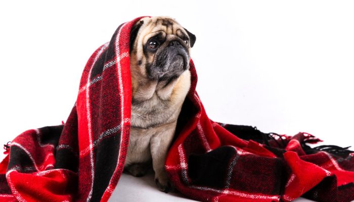 Onda de frio ameaça a saúde dos pets — saiba...