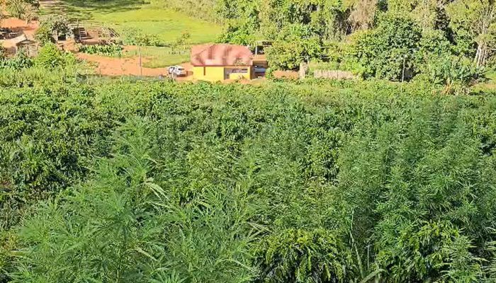 1 de 1Plantação de maconha ficava próxima à casa da família em Fervedouro — Foto: PM/Divulgação
