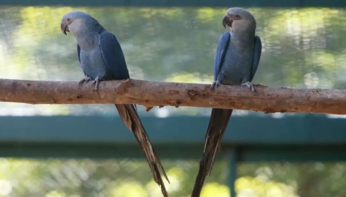 O vírus que assombra uma das aves mais ameaçadas do mundo