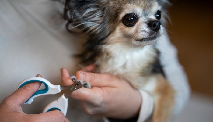Como cortar unhas de cachorro? Aprenda o passo a passo