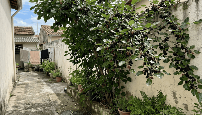 entrega baldes de colheita, uma sombra geladinha e tem raízes que não levantam a calçada