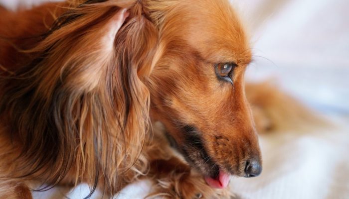Dermatite por lambedura em cães: o que é, quais os sintomas e os tratamentos