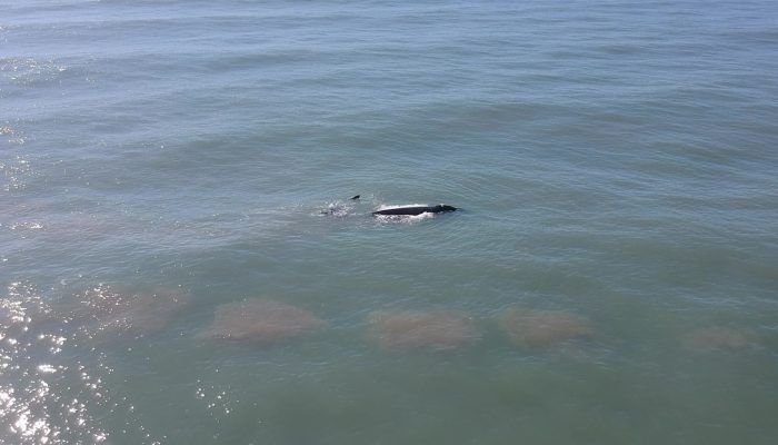 1 de 1Baleias são vistas próximas à plataforma marítima no Litoral Norte do RS — Foto: Divulgação/ Ondas do Sul