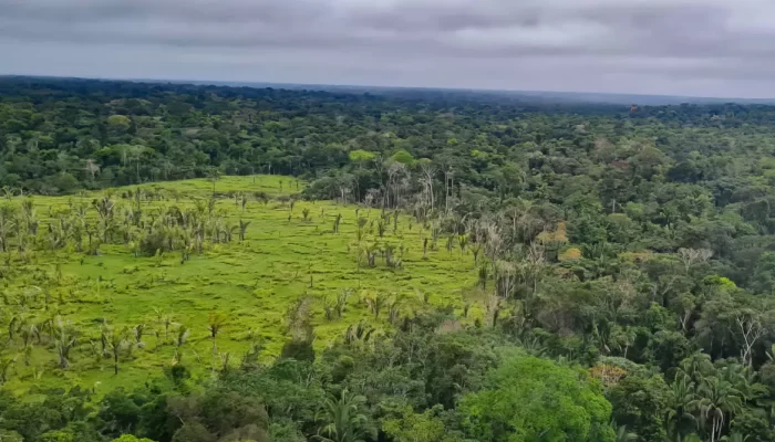 floresta mata desmatamento