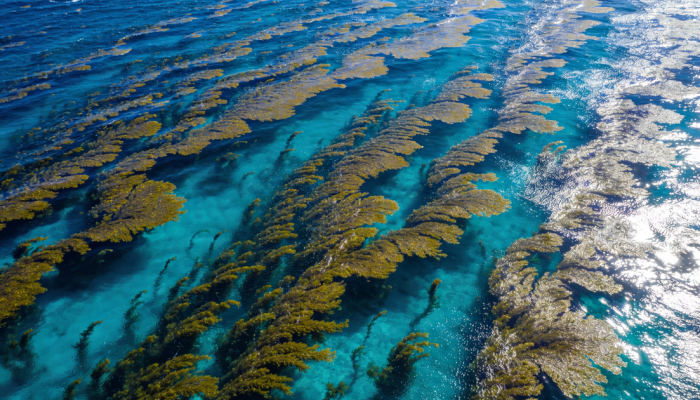 O único mar do mundo que não banha o litoral de nenhum país é uma das maiores fontes de oxigênio da Terra