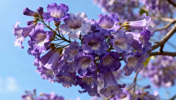 Essa árvore cresce tão rápido quanto o bambu, mas seu maior trunfo o quão rápido ela dá flores