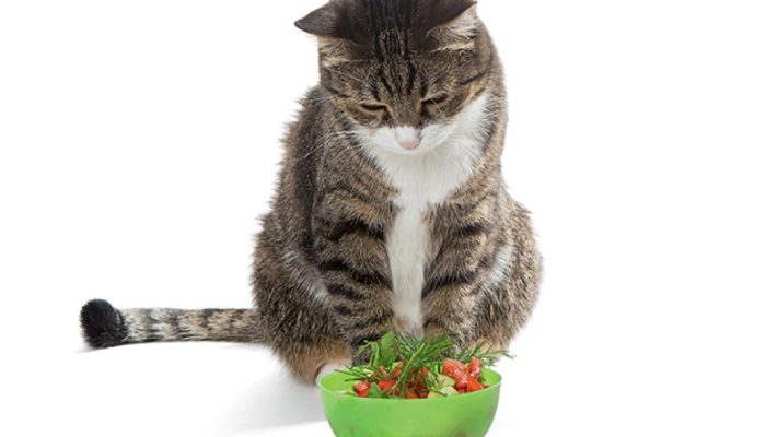 Alimentação natural para cães e gatos: o que você precisa saber