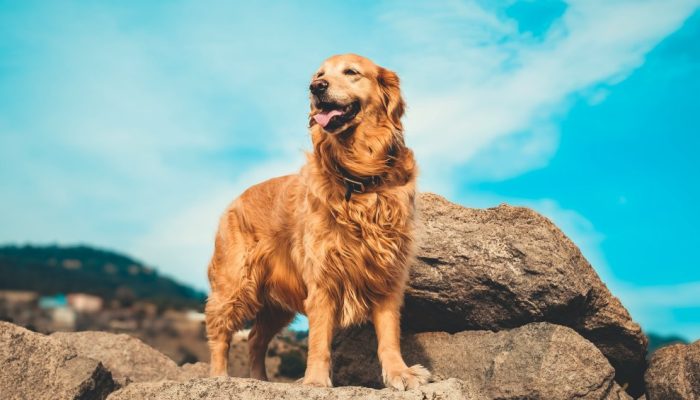 Golden retriever tem mais risco de ter câncer? O que fazer?