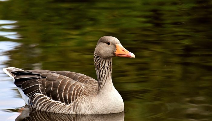 São Paulo registra caso de gripe aviária em aves no Parque do Ibirapuera