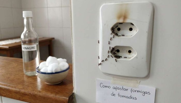 Por que as formigas invadem as tomadas? Veja dicas seguras e eficazes para espantá-las definitivamente